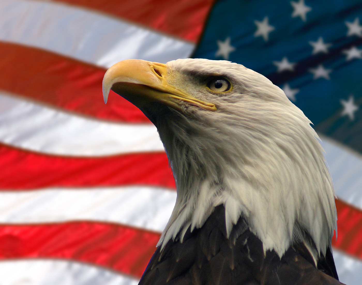 A bald eagle in front of the American flag